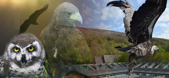 Burren Birds of Prey Centre: Discover Ireland's Majestic Raptors - Birds of  Prey US